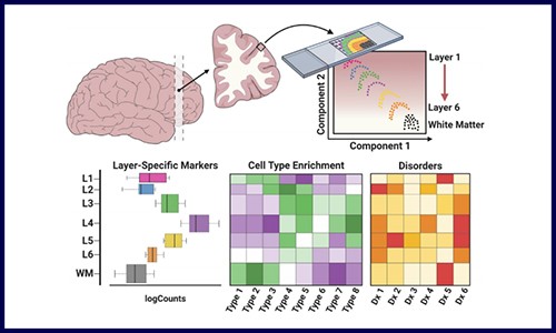 文獻(xiàn)解讀 | 空間轉(zhuǎn)錄組在神經(jīng)科學(xué)應(yīng)用的新思路