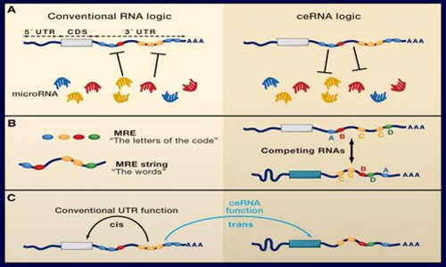 鎖定！ceRNA 研究思路！