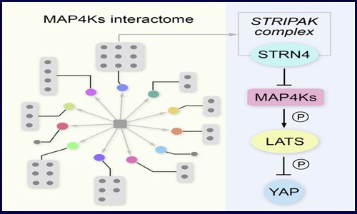 基于蛋白質(zhì)組學分析揭示癌癥發(fā)生機制的研究思路