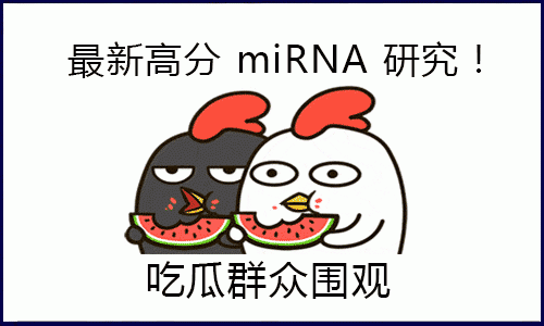 “吃瓜”一線，圍觀高分 miRNA 研究！