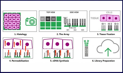 炙“熱”一夏，伯豪生物空間轉(zhuǎn)錄組測序服務，你 Pick 了嗎？