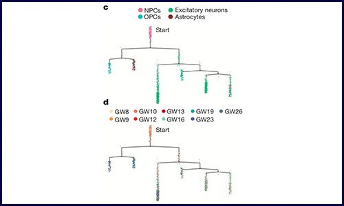伯豪生物 Ι 單細(xì)胞技術(shù)應(yīng)用——神經(jīng)生物學(xué)與發(fā)育