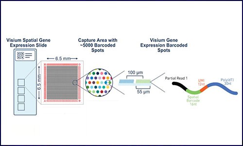 Visium 空間轉(zhuǎn)錄組丨哪些常見問題？這里有你想要的答案！