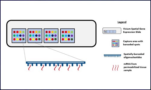 空間轉錄組測序技術│在免疫治療中的應用潛力和前景