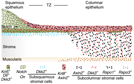 過渡區(qū)不同上皮譜系和組織微環(huán)境的示意圖