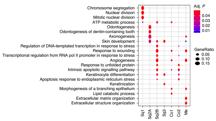 上皮細(xì)胞亞群的相關(guān) GO 富集結(jié)果圖