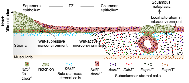 移行區(qū)和鱗狀化生期間的兩種上皮譜系和 Wnt-Notch 微環(huán)境