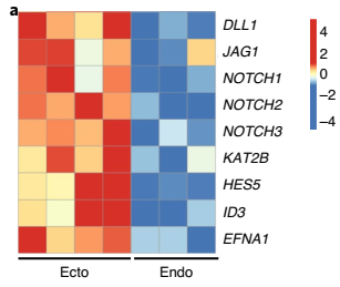 人宮頸外和宮頸內(nèi)類器官差異基因熱圖