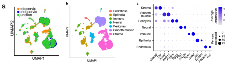 健康小數(shù)的宮頸內(nèi)膜、宮頸外和過渡區(qū)組織的單細(xì)胞測序結(jié)果