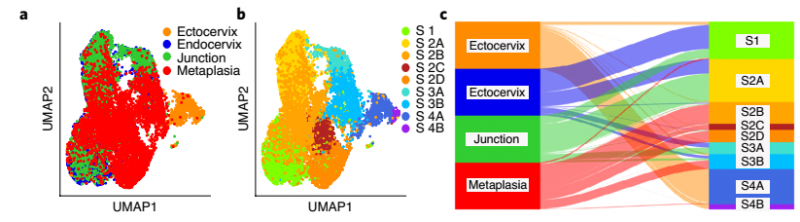 健康小鼠宮頸外，宮頸內(nèi)，過渡區(qū)和 VA 缺乏引起的鱗狀化生基質(zhì)細(xì)胞 t -SNE 和 Sankey 圖