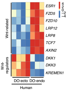 生信分析：人宮頸外與宮頸內(nèi)類器官差異調(diào)控基因的表達(dá)分析圖