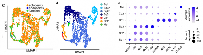 健康小鼠的宮頸內(nèi)膜、宮頸外和過渡區(qū)組織上皮細(xì)胞細(xì)分結(jié)果