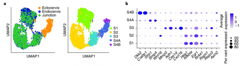 健康小鼠的宮頸內(nèi)膜、宮頸外和過渡區(qū)組織基質(zhì)細(xì)胞的重新聚類結(jié)果圖