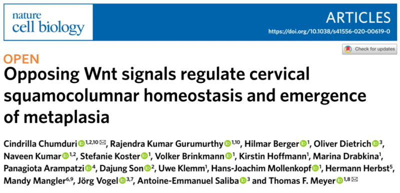 單細(xì)胞測序揭示宮頸鱗柱狀細(xì)胞的動(dòng)態(tài)平衡及化生機(jī)制