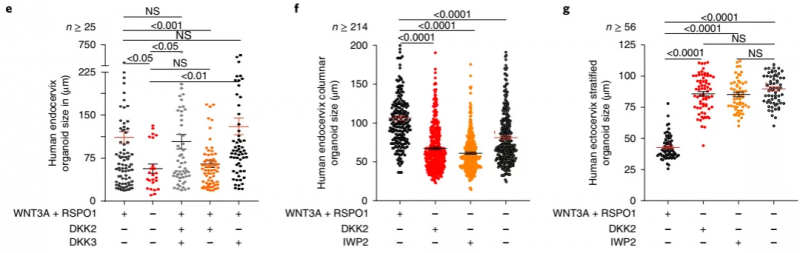 人宮頸內(nèi)膜柱狀類器官和宮頸外復(fù)層類器官大小