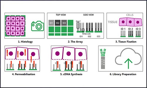 空間轉(zhuǎn)錄組 | 干貨分享 - 詳解空間轉(zhuǎn)錄組數(shù)據(jù)分析！
