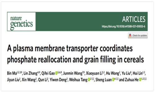 客戶文獻(xiàn) | 農(nóng)作物籽粒灌漿和磷利用的分子機(jī)制