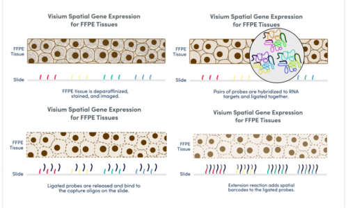 擴展空間生物學(xué)的無限可能 | 伯豪生物 FFPE 空間轉(zhuǎn)錄組解決方案！