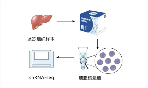 即將滿額 | 單細(xì)胞核轉(zhuǎn)錄組測序免費(fèi)抽核質(zhì)檢