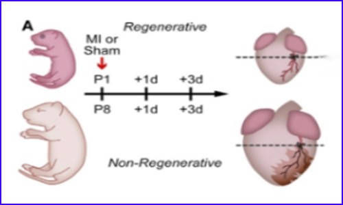 單細(xì)胞多組學(xué)技術(shù) | 揭示新生小鼠可再生心臟的細(xì)胞調(diào)控網(wǎng)絡(luò)