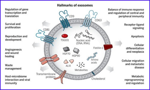 外泌體研究 | 伯豪生物外泌體整體解決方案