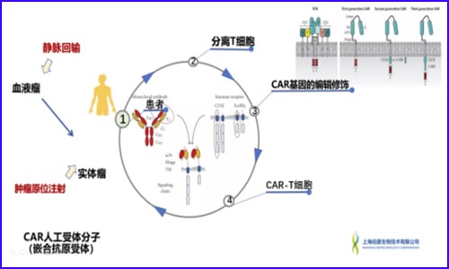單細(xì)胞測序技術(shù)│在免疫療法中的關(guān)鍵作用！