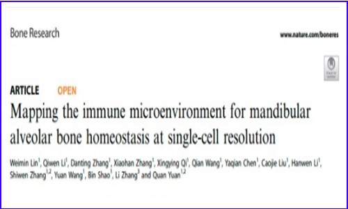 文獻(xiàn)解讀 | 單細(xì)胞測(cè)序揭示小鼠下頜牙槽骨的免疫微環(huán)境