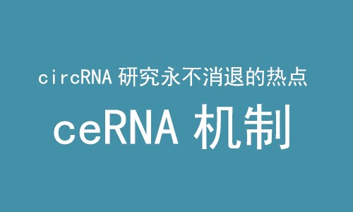 ceRNA 機(jī)制 |CircRNA 研究永不消退的熱點(diǎn)！