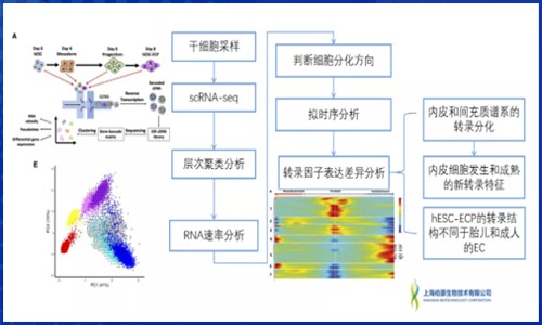 發(fā)育生物學(xué) | 單細(xì)胞 RNA 測序揭示多能干細(xì)胞來源的內(nèi)皮細(xì)胞分化軌跡