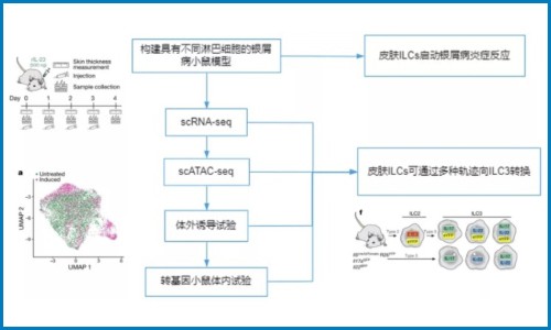 免疫研究 | 銀屑病皮膚駐留的先天淋巴細(xì)胞向致病效應(yīng)狀態(tài)轉(zhuǎn)變