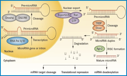 非編碼 RNA| 轉(zhuǎn)錄組學(xué)的非正規(guī)軍