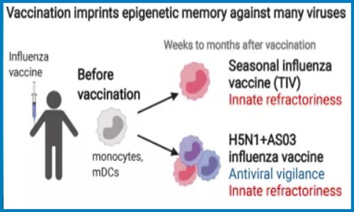 單細(xì)胞抽核 | 單細(xì)胞測(cè)序聯(lián)合 scATAC-seq 分析疫苗接種刺激免疫系統(tǒng)后的表觀基因重構(gòu)