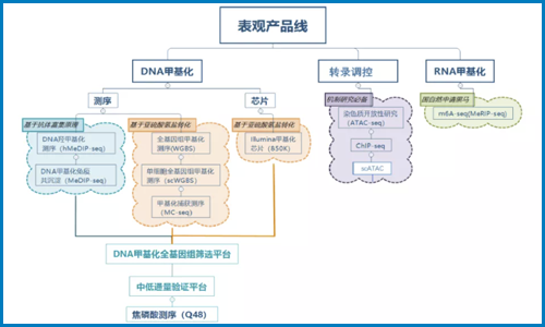 甲基化│皮膚病研究思路分享