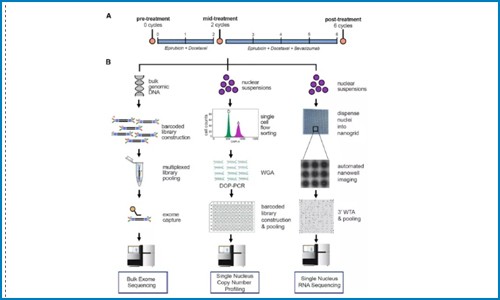 單細(xì)胞多組學(xué) | 揭示三陰性乳腺癌的耐藥進(jìn)化機(jī)制