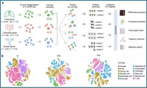 單細(xì)胞測序技術(shù) | 繪制腫瘤微環(huán)境的泛癌圖譜