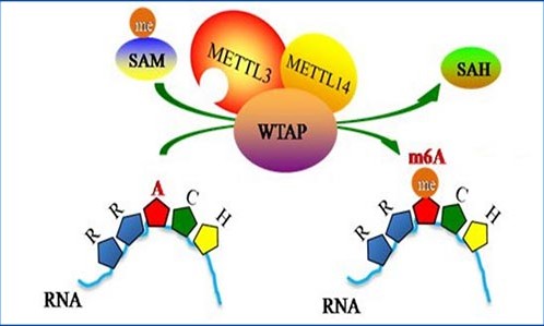 2021 年終盤點 | 甲基化研究高分文章鑒賞