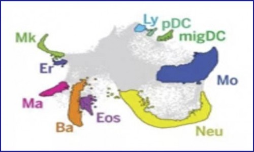 細(xì)胞分化過(guò)程中狀態(tài)圖譜與細(xì)胞命運(yùn)圖譜