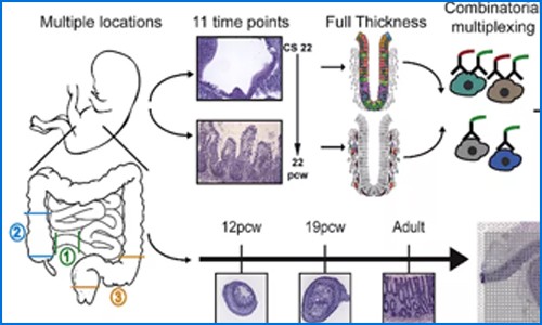 多組學(xué)聯(lián)合 | 單細(xì)胞測(cè)序聯(lián)合空間轉(zhuǎn)錄組繪制人類腸道時(shí)空發(fā)育圖譜