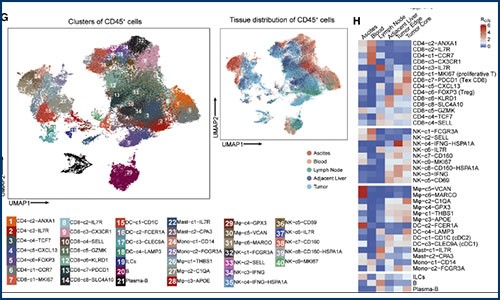 免疫研究 | 單細(xì)胞測序揭示肝癌免疫微環(huán)境的動態(tài)特征