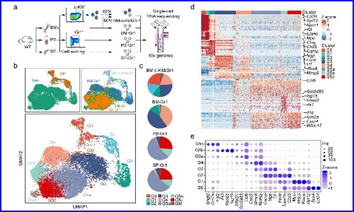 文獻(xiàn)解讀 | 單細(xì)胞 RNA 測序揭示健康和細(xì)菌感染小鼠中的中性粒細(xì)胞異質(zhì)性