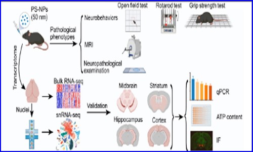 項目文章 | 伯豪生物單細(xì)胞核測序助力發(fā)現(xiàn)納米塑料誘發(fā)帕金森樣神經(jīng)退行性病變