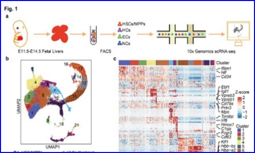 文獻(xiàn)解讀 | 胎兒肝臟中 HSC/MPPs 擴(kuò)增單元的時(shí)空轉(zhuǎn)錄譜鑒定