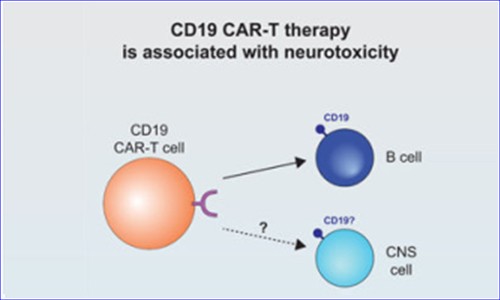 單細(xì)胞測序技術(shù) | 應(yīng)用 CAR- T 細(xì)胞副作用