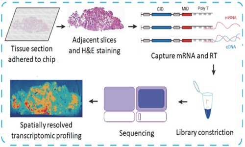 項目文章 | 空間轉(zhuǎn)錄組組織制備的臨床挑戰(zhàn)