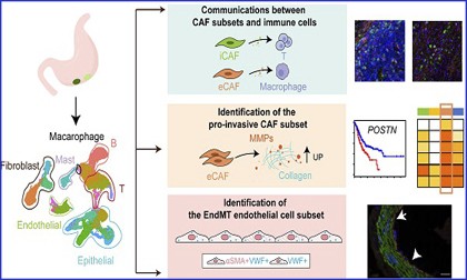 文獻(xiàn)解讀 | 單細(xì)胞 RNA 測序揭示癌癥相關(guān)成纖維細(xì)胞在胃癌腫瘤微環(huán)境中的特征