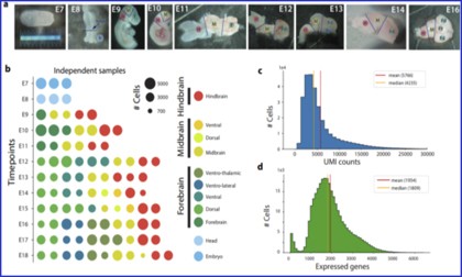文獻(xiàn)分享 | 單細(xì)胞測序探究小鼠胚胎時(shí)期腦組織發(fā)育過程