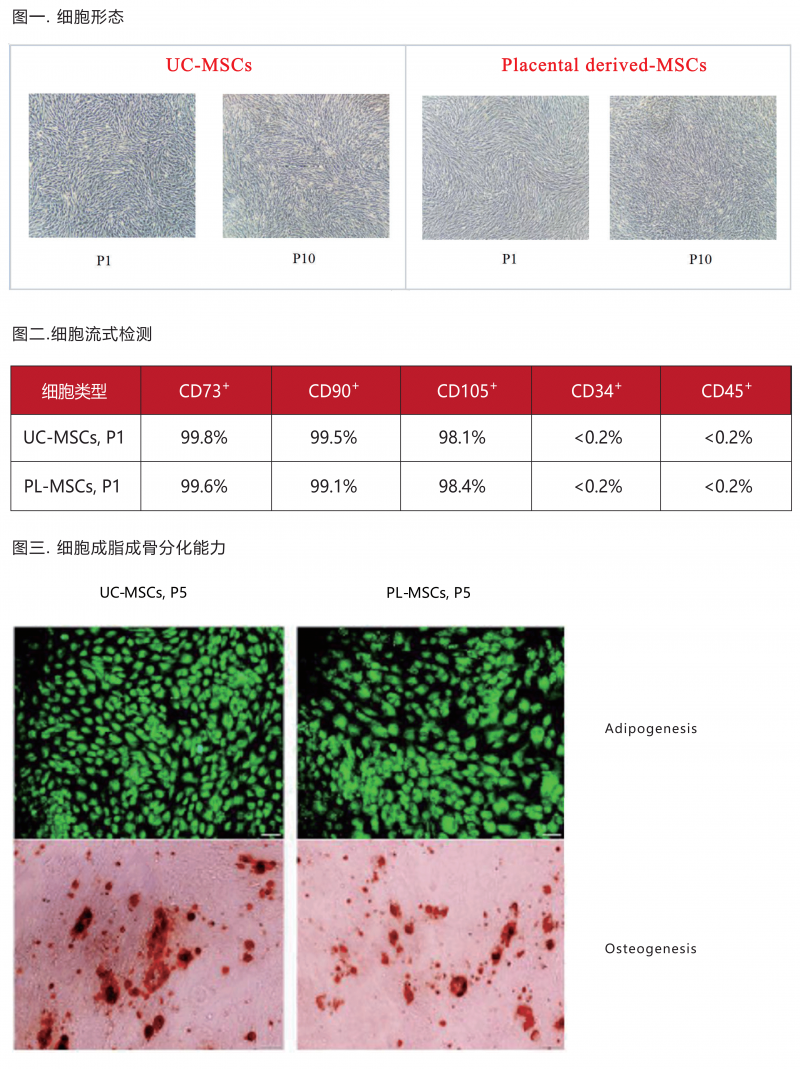 間充質(zhì)干細(xì)胞無血清培養(yǎng)基