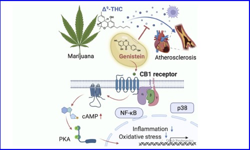 Cell 新作 | 大豆中異黃酮可通過(guò)抑制血漿炎癥標(biāo)志物減輕大麻引起的血管炎癥