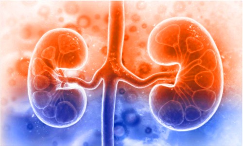 Sci Adv| 基于 8 萬(wàn) + 單細(xì)胞多組學(xué)數(shù)據(jù)成功繪制第一版高精度人類腎臟參考圖譜