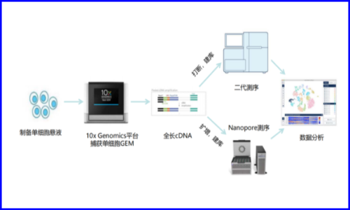 伯豪生物聯(lián)合及智醫(yī)學(xué)推出 | 基于單細(xì)胞全長轉(zhuǎn)錄本測序的全新臨床轉(zhuǎn)化應(yīng)用探索